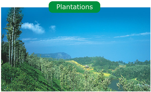 Plantations